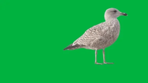 Bird Greenscreen 30 Stock Footage 198585504
