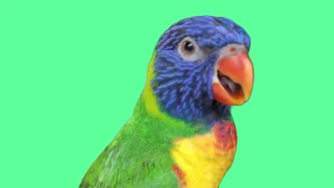 Bird Greenscreen 46 Stock-Footage 198587976