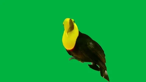 Bird GreenScreen 51 Stock Footage 198617470