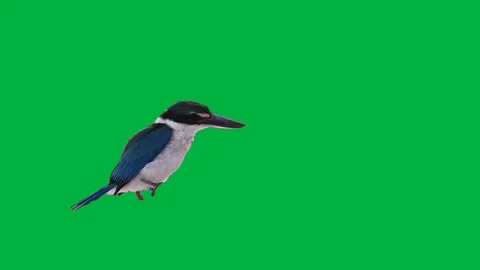 Bird Greenscreen 53 Stock Footage 198617472