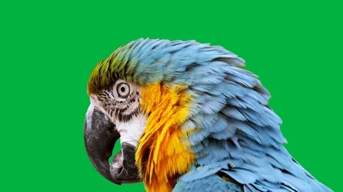 Bird Greenscreen 60 Stock Footage 198617515