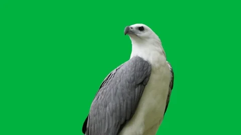 Bird Greenscreen 62 Stock Footage 198617503