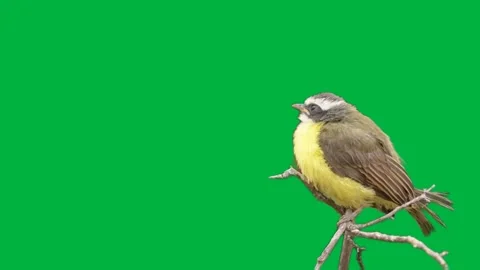 Bird Greenscreen 64 Stock Footage 198617519