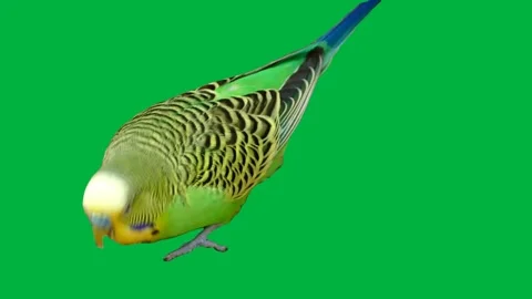 Bird Greenscreen 70 Stock Footage 198652785
