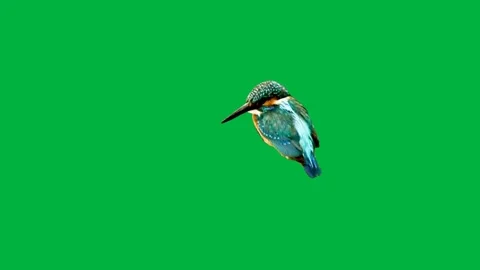 Bird Greenscreen 81 Stock Footage 198652789