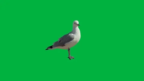 Bird Greenscreen 82 Stock Footage 198652804