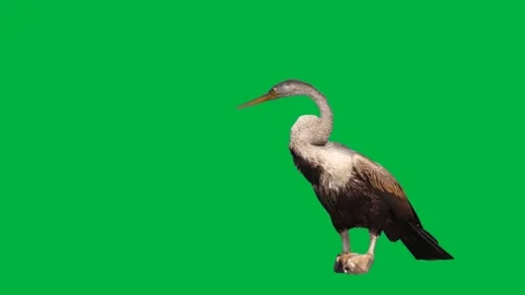 Bird Greenscreen 83 Stock Footage 198652816