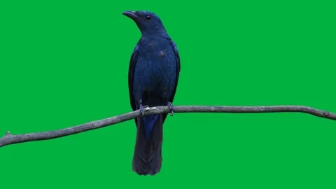 Bird Greenscreen 90 Stock Footage 198652824
