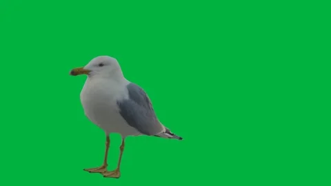 Bird Greenscreen 93 720p Stock Footage 198652832