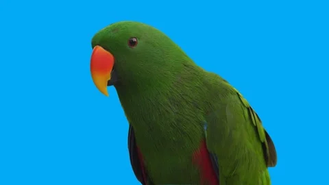 Bird Greenscreen Blue screen 720p Stock Footage 198617505