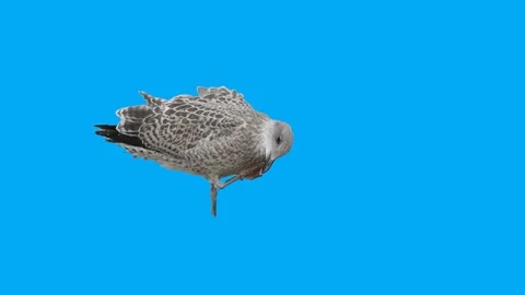 Bird Greenscreen Bluescreen 10 Stock-Footage 198383818