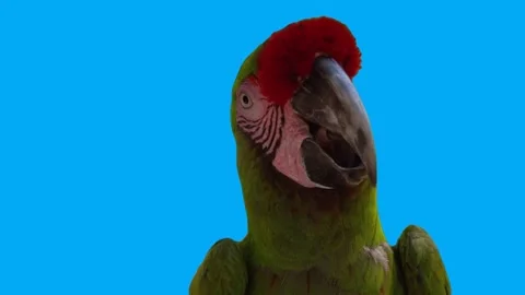 Bird Greenscreen Bluescreen 92 Stock Footage 198652843