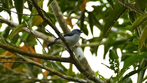 Bird with grey blue back perched in Panama tree at dawn Stock Footage 123550225
