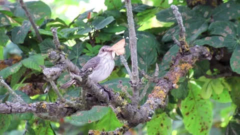 Bird grey flycatcher eats a butterfly sitting on a branch. Feeding of forest Video stock 326354551
