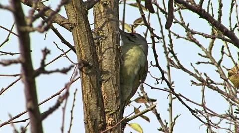 Bird Grey-headed woodpecker perched on a tree branch in morning light Vídeos de archivo 45040822