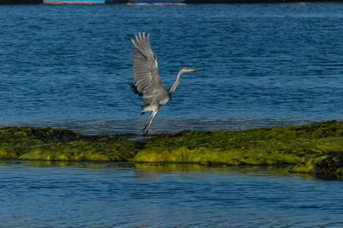 Bird grey heron taking flight in the air over rocks in the sea Stock Photos