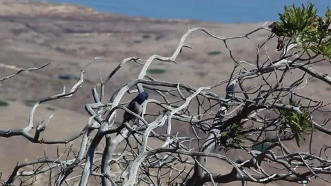 Bird Grooming 2 Stock Footage 152738656