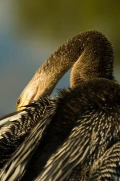 Bird grooming itself Stock Photos