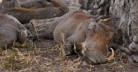 Bird grooms Warthog Stock Footage 60382983