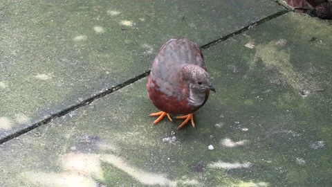 Bird on the ground #1 Stock Footage 154762180