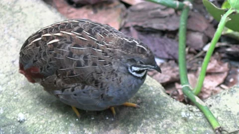 Bird on the ground #2 Stock Footage 154762317
