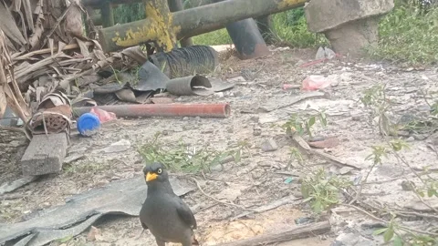 Bird on the ground Stock Footage 213769911