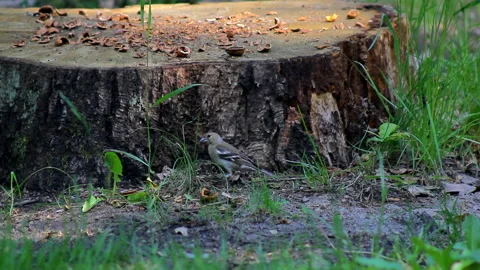 Bird on the ground foraging Stock Footage 196243417