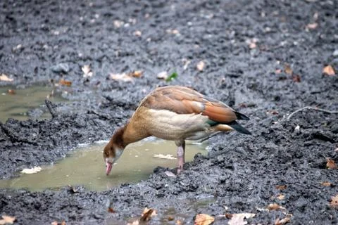 Bird on the ground Stock Photos