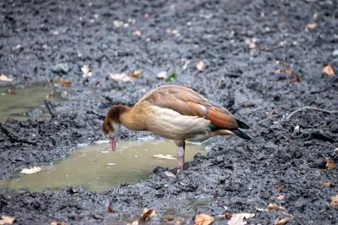 Bird on the ground Foto stock
