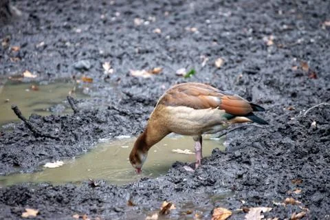Bird on the ground Stock Photos