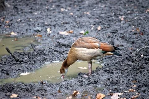 Bird on the ground Stock Photos