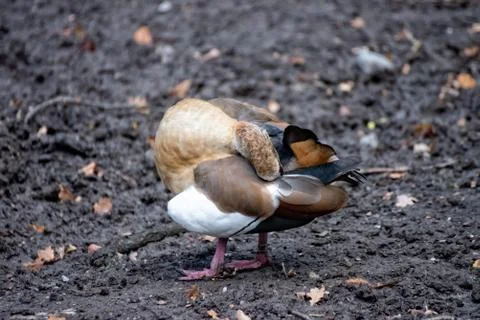 Bird on the ground Stock Photos