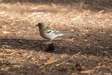 Bird on the ground Stock Photos