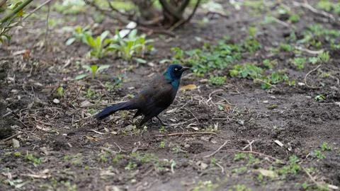 Bird on the Ground Stock Photos