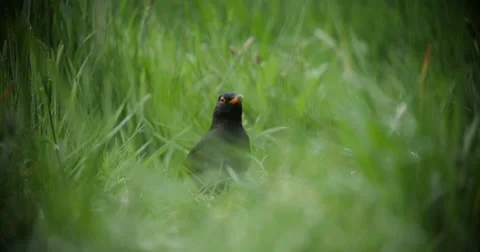 Bird on the ground in slowmotion Video stock 38023476