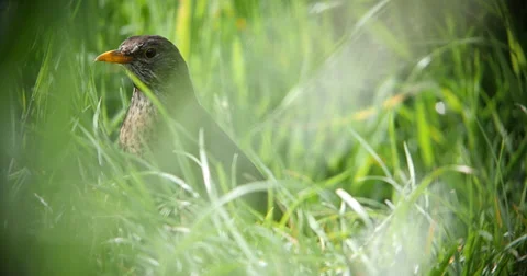Bird on the ground in slowmotion Video stock 38024087