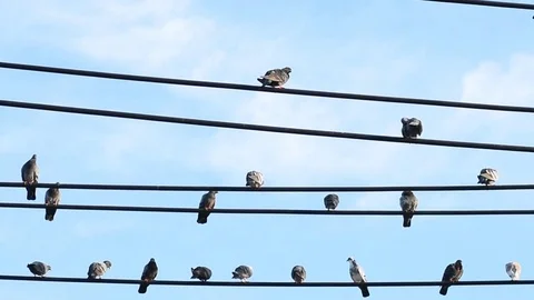 Bird group on electric wire on blue sky background Video stock 82325103