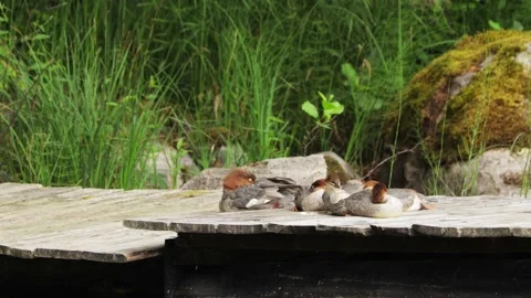 Bird group sleeping and cleaning Stock Footage 210856944