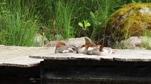 Bird group sleeping and cleaning Stock Footage 210857202