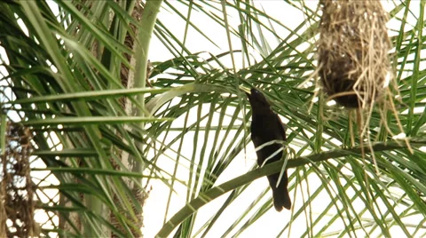 Bird - Guaxo Stock Footage 35645561