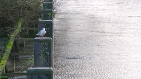 Bird in Hambleden Weir, River Thames in Henley-on-Thames, South England 스톡 동영상 328042430