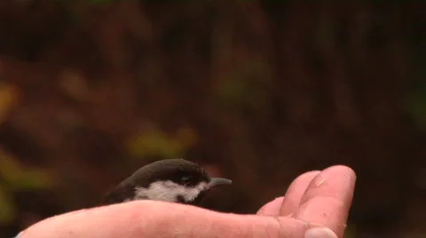 Bird In The Hand Stock-Footage 794589