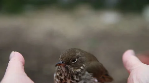 Bird in the hand Stock Footage 40633343