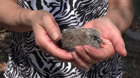 Bird in the Hand 스톡 동영상 87315461