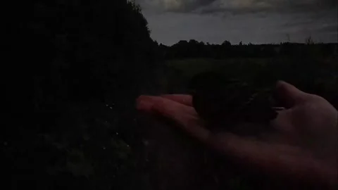 Bird in hand Stock Footage 316946667