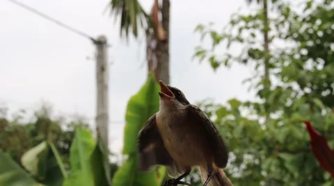 Bird in hand man Stock Footage 52373600