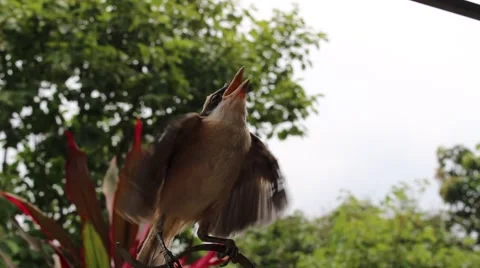 Bird in hand man Video stock 52373655