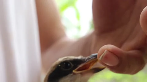 Bird in hand man Stock Footage 52373871