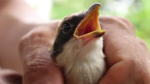 Bird in hand man Stock Footage 52374562