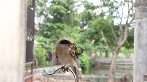 Bird in hand man Stock Footage 52374610
